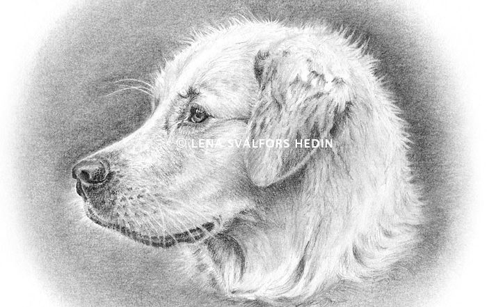 Drawing of a dog
