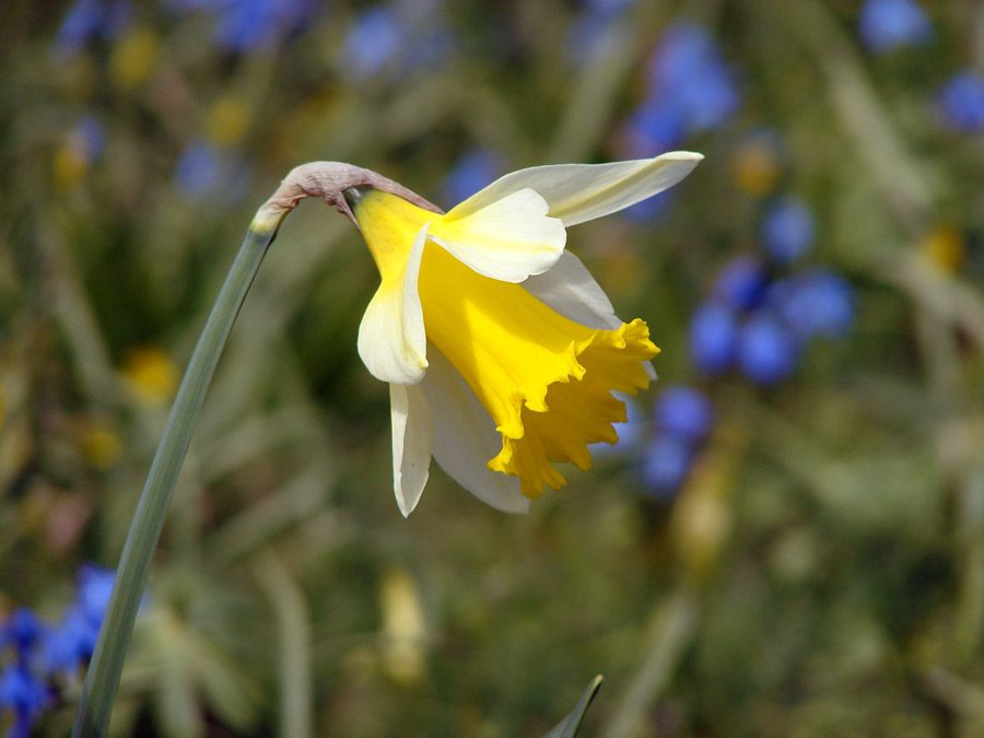 påskliljor / daffodils