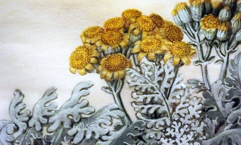 botanisk illustration från Gottorfer Codex utställt i Köpenhamn