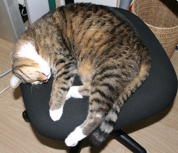 sovande katt i stol