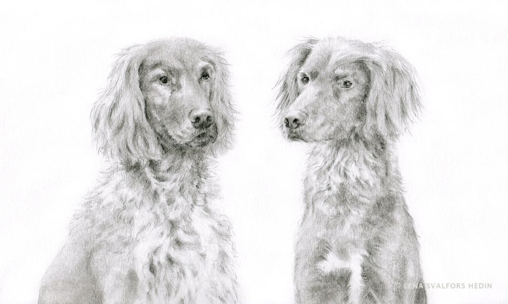 Hundteckning porträtt i blyerts