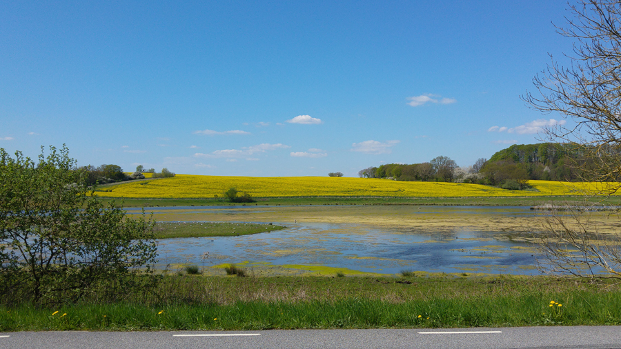 Summer bloom in Skåne