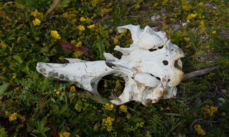 a skull from a sheep