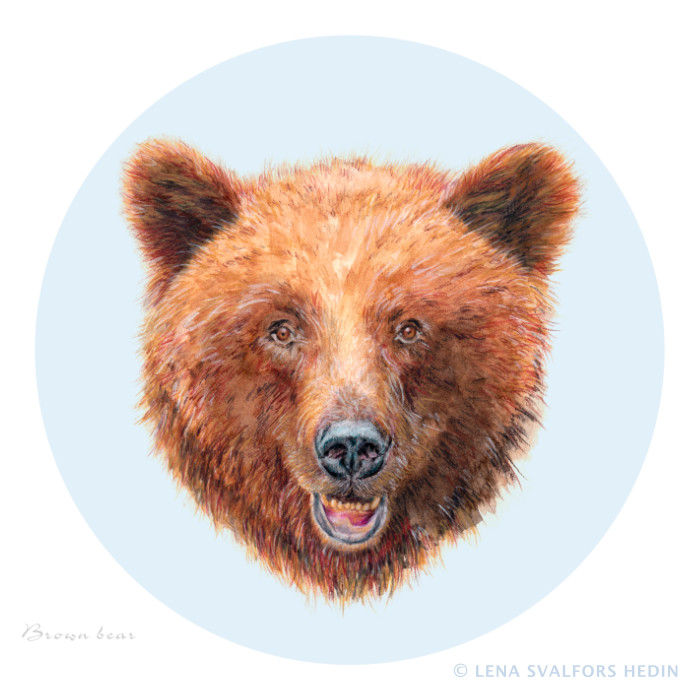 Tecknad brunbjörn med rund bakgrund färgpennor akvarell och gouache