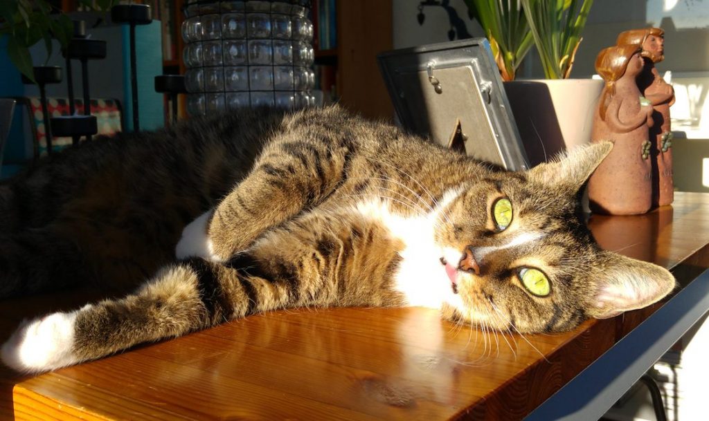 cat enjoying the spring sun