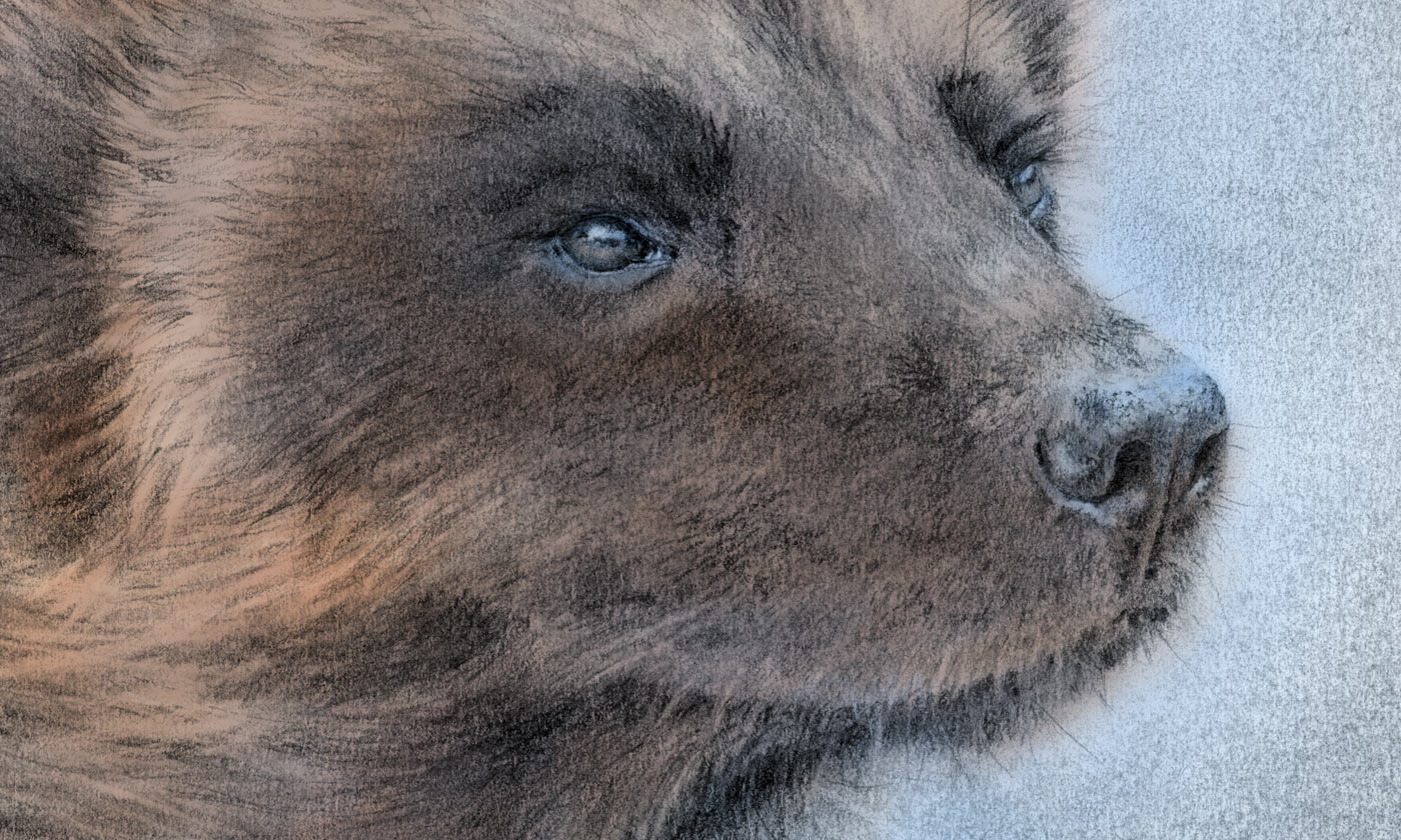 My drawing of a Wolverine | Lena Svalfors Hedin