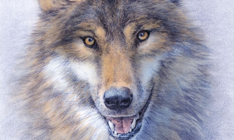 Detail of my wolf drawing