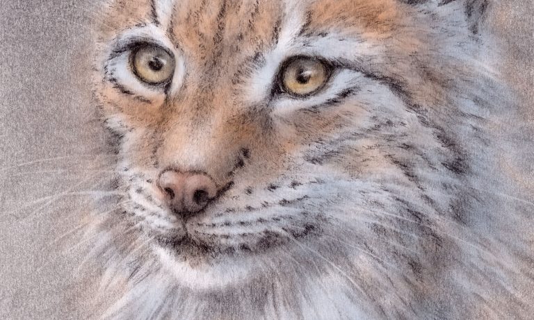 Detail of my lynx cat drawing