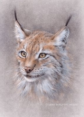 Animal poster of a Lynx cat