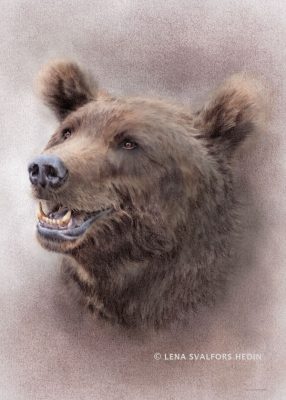 Porträtt av en björn, tecknad i blyerts